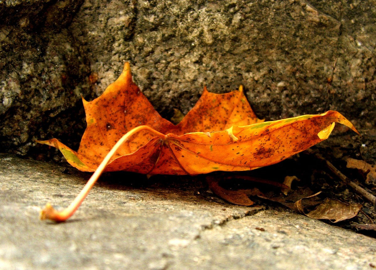 photo-first-leaf-bundle-x-5-pieces-postcards-market