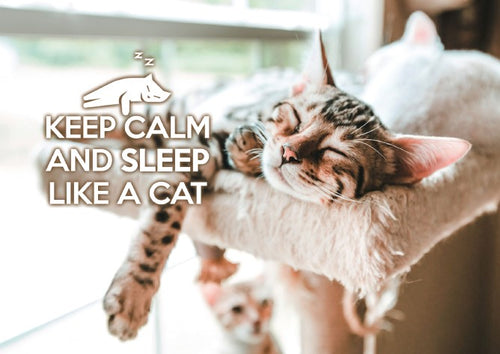 Photo: Keep Calm and sleep like a cat (bundle x 5 pieces) - top quality approved by www.postcardsmarket.com specialists
