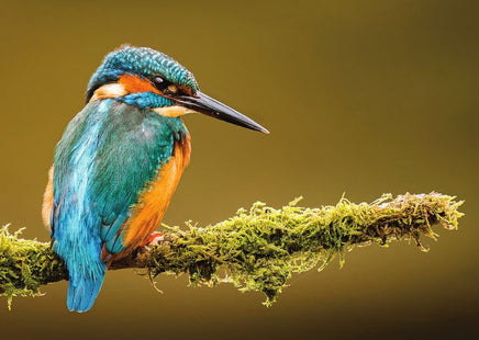 Photo Birds: The common kingfisher (bundle x 5 pieces) - top quality approved by www.postcardsmarket.com specialists