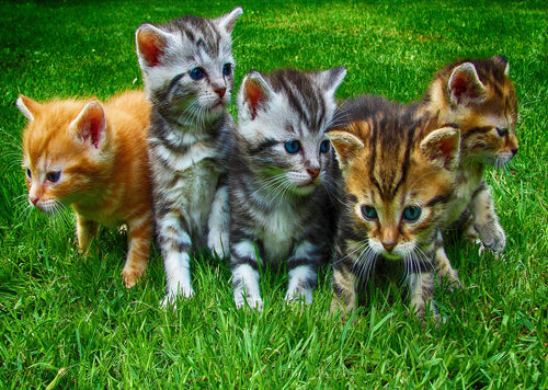 Photo: 5 x Just 5 kittens (bundle of 5 cards) - top quality approved by www.postcardsmarket.com specialists