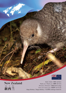 Oceania | New Zealand CCUN Postcard x 3pieces - top quality approved by www.postcardsmarket.com specialists