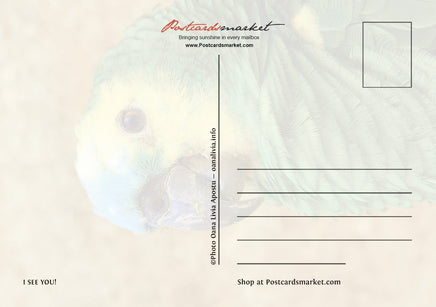 Photo Birds: I see you! (bundle x 5 pieces) - top quality approved by www.postcardsmarket.com specialists
