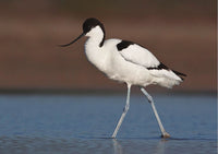Photo Birds: The pied avocet (bundle x 5 pieces) - top quality approved by www.postcardsmarket.com specialists