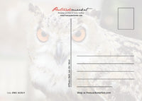 Photo Birds: Scout (bundle x 5 pieces) - top quality approved by www.postcardsmarket.com specialists