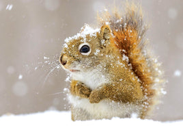 T032 Photo: Snowy Squirrel (bundle x 5 pieces) - top quality approved by www.postcardsmarket.com specialists