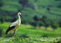 Photo Birds: The white stork (bundle x 5 pieces) - top quality approved by www.postcardsmarket.com specialists